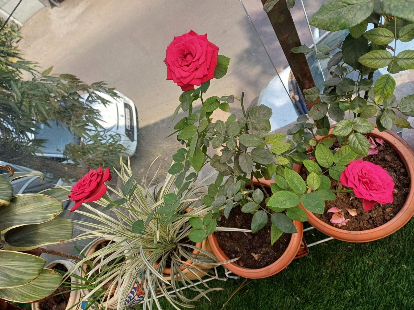 2Bhk Chandra Jyoti Villa Nit Garden Nagpur Exterior foto